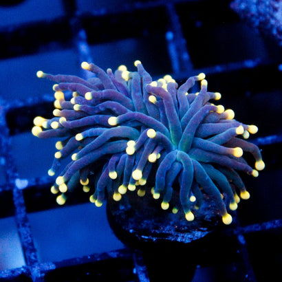 JC Yellow Tip Hurricane