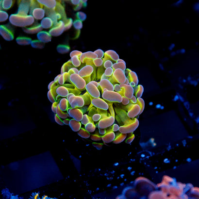 JC Ultra Hologram Hammer