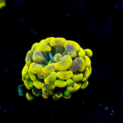 JC Yellow Splatter Hammer