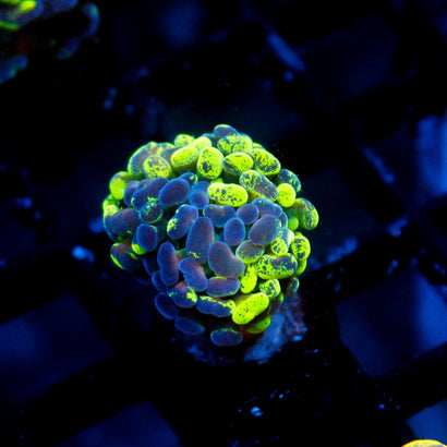 JC Ultra Splatter Hammer