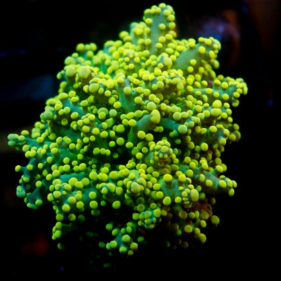 JC Neon Green Octo