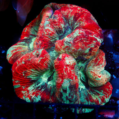 JC Ultra Rainbow Trachy