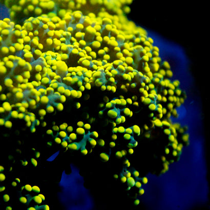 JC Neon Yellow Octo