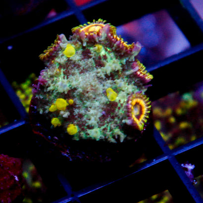 JC Alien Bounce Mushroom w/Lunar Eclipse Zoas