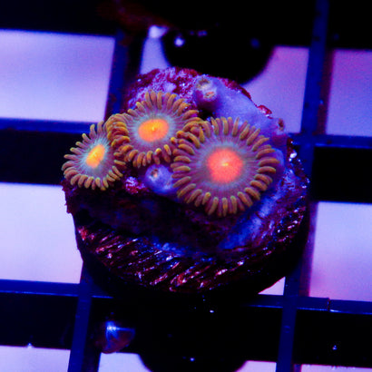 JC Alien Blood Zoa