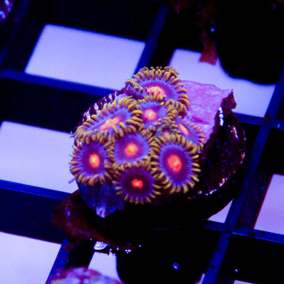 JC Blue Agave Mini Colony