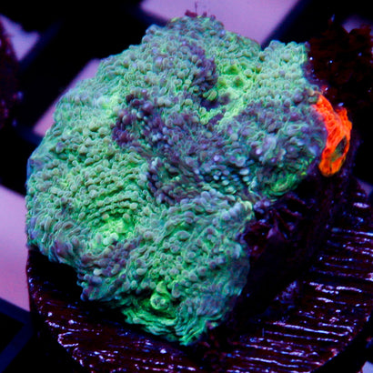 JC Moon Rock