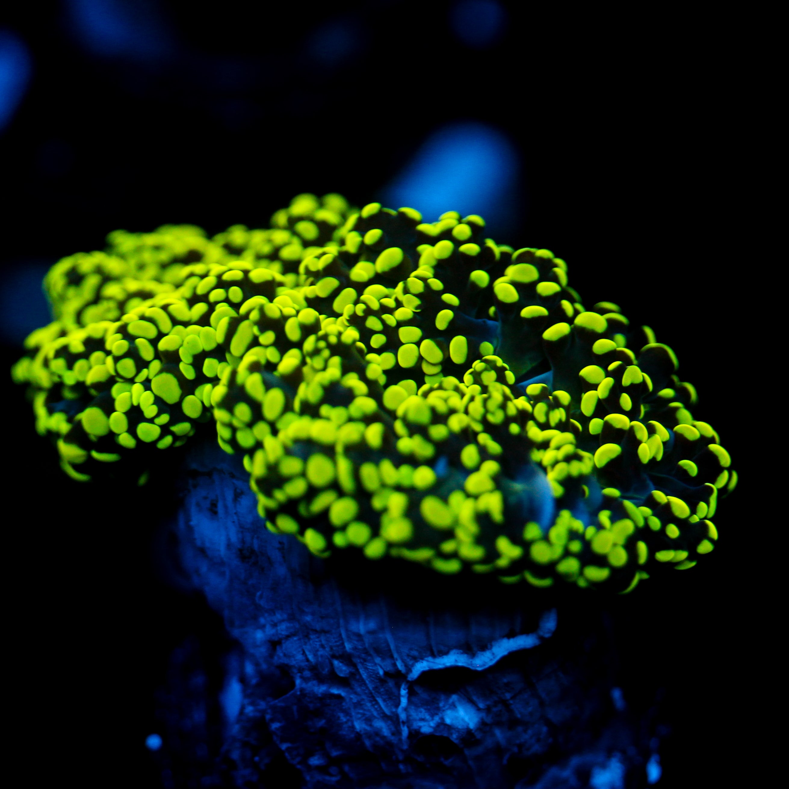 JC Neon Green Octo