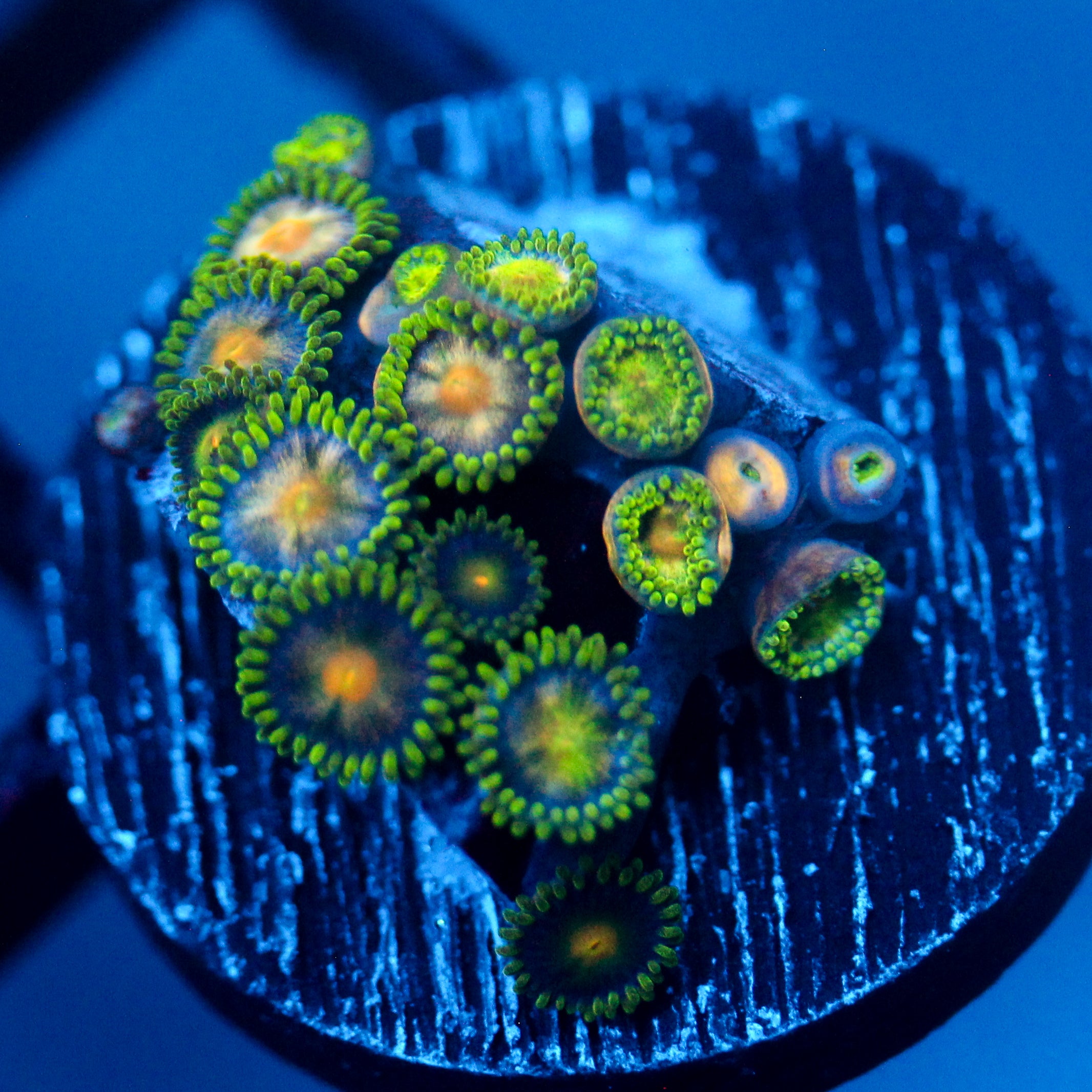 JC Green Crawler Zoanthid