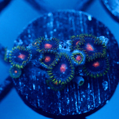 JC Under the Sea Zoanthid