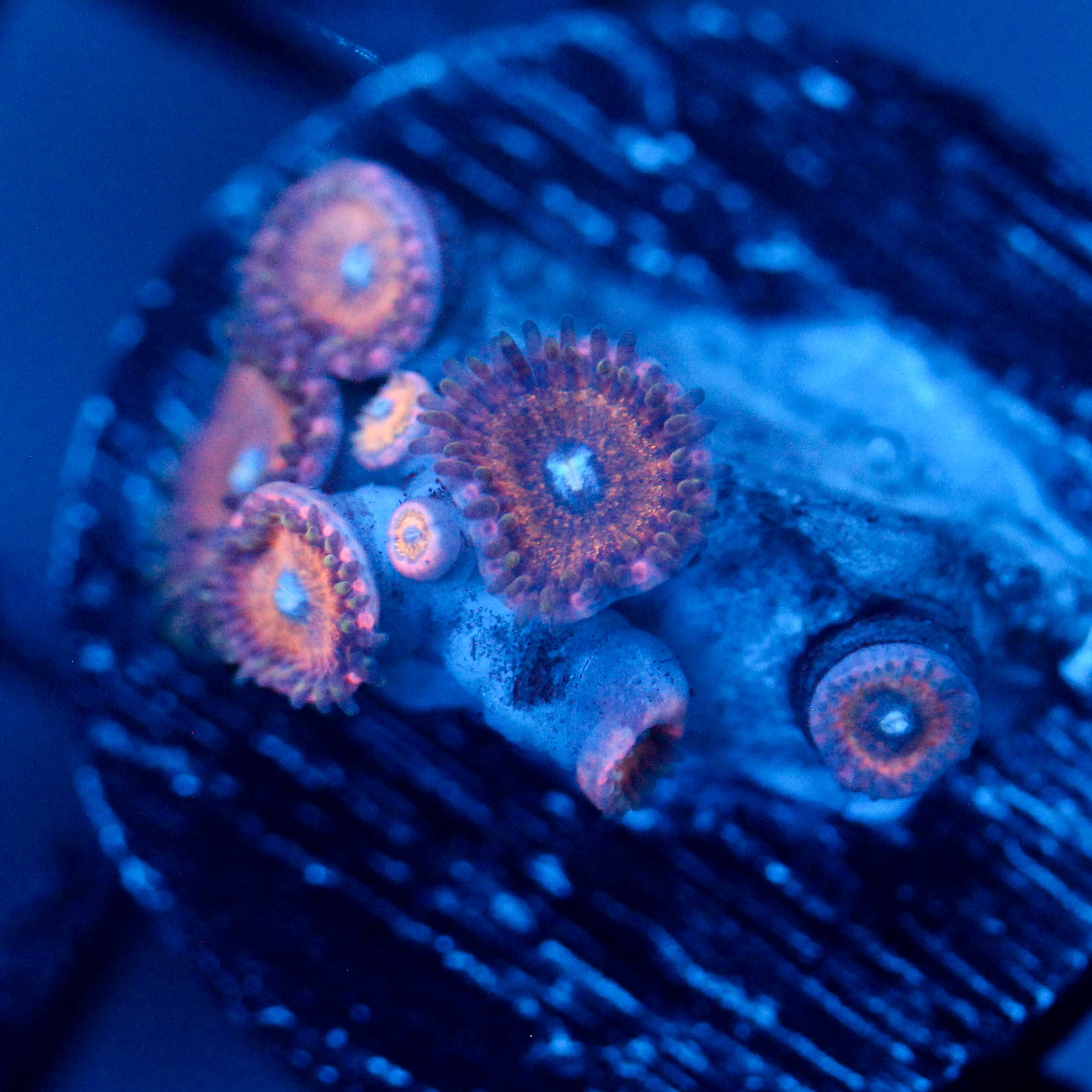JC Peachy Petals Zoanthid