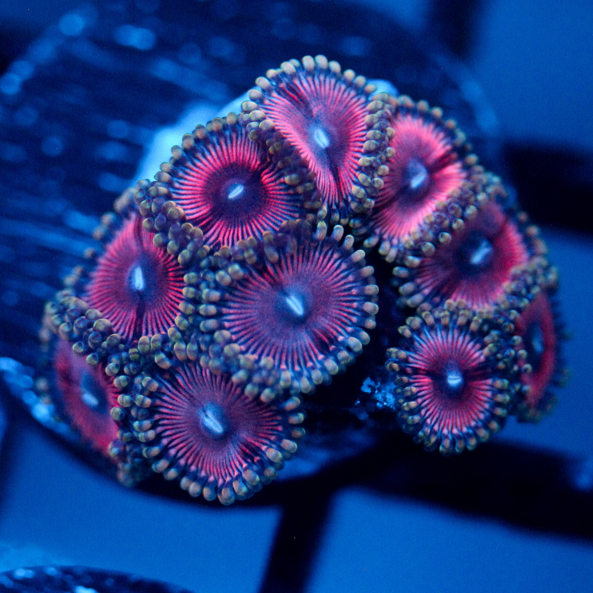 JC Terrorizer Zoanthid