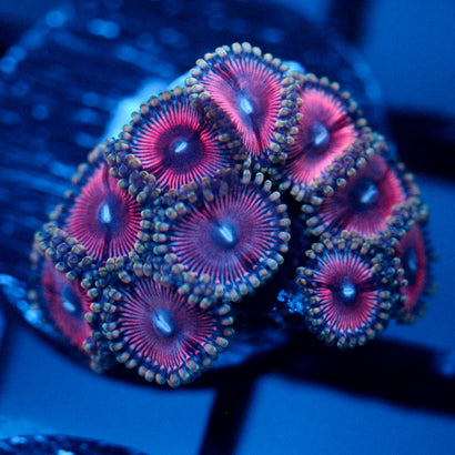 JC Terrorizer Zoanthid