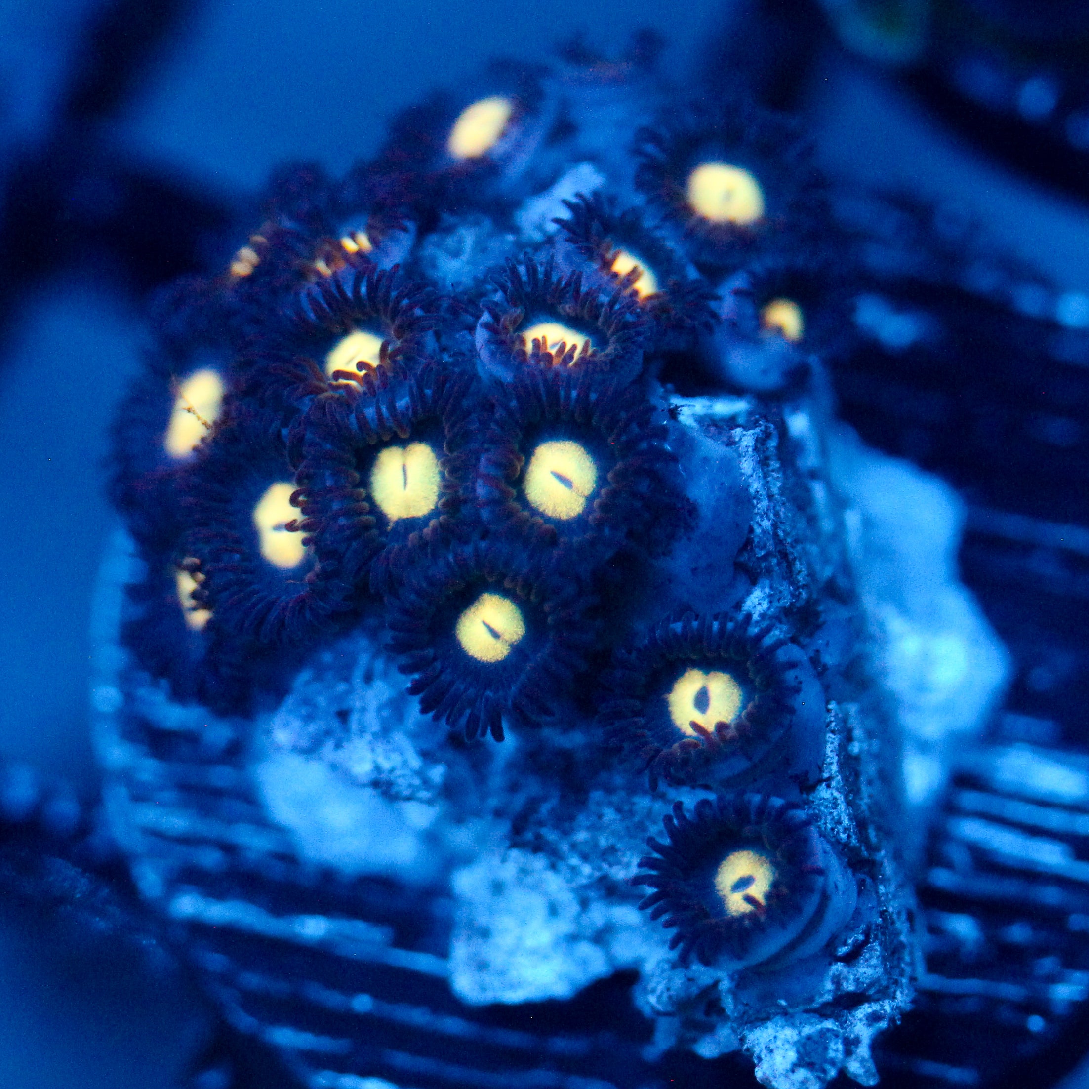 JC Blue Madness Zoanthid