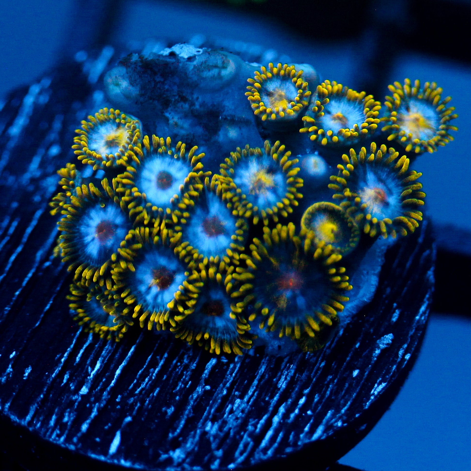 JC Saturn Zoanthid