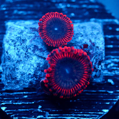 JC Utter Typhloshion Zoanthid