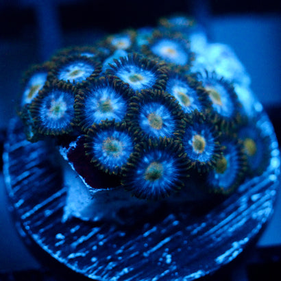 JC Blue Beast Zoanthid