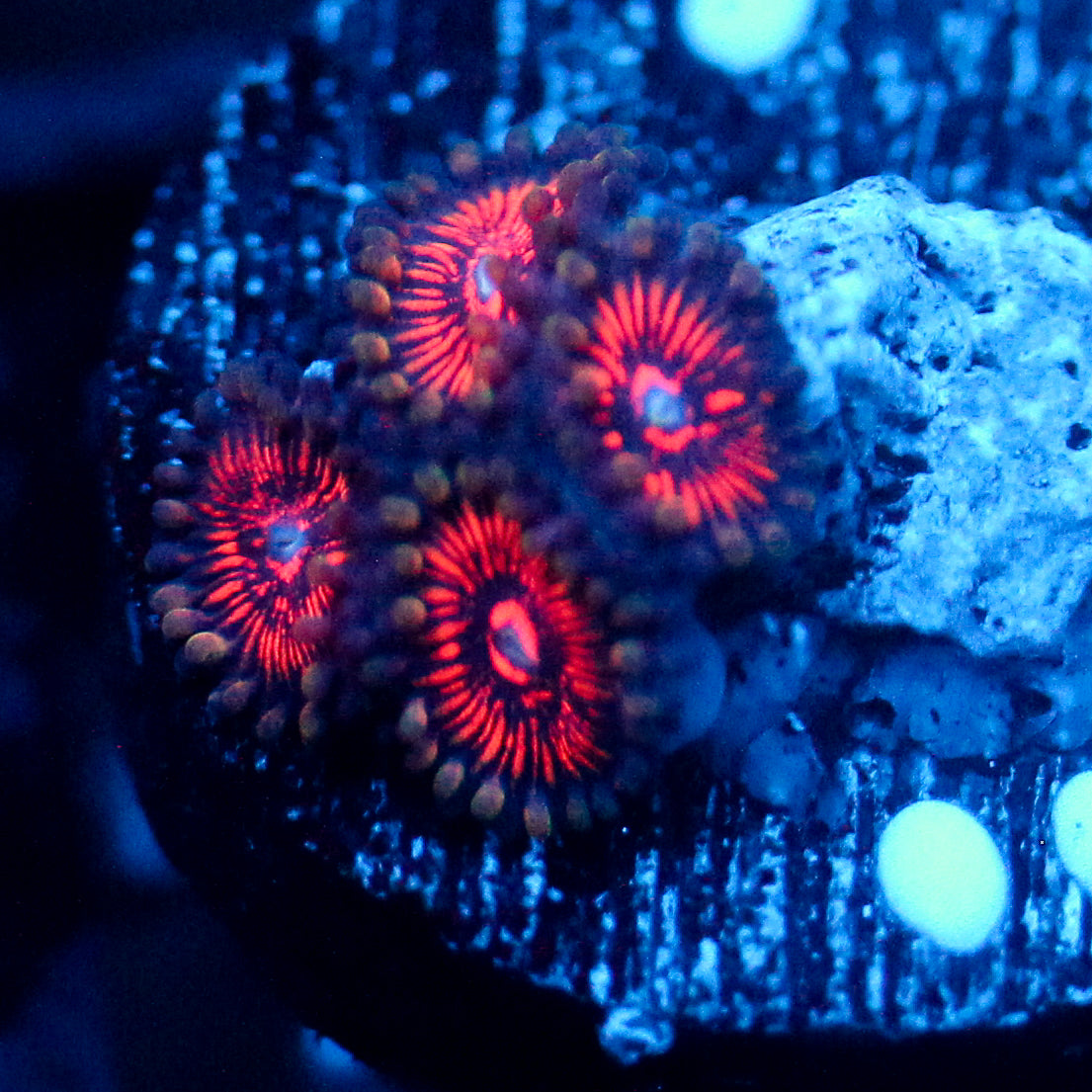 JC Extravaganza Zoanthid