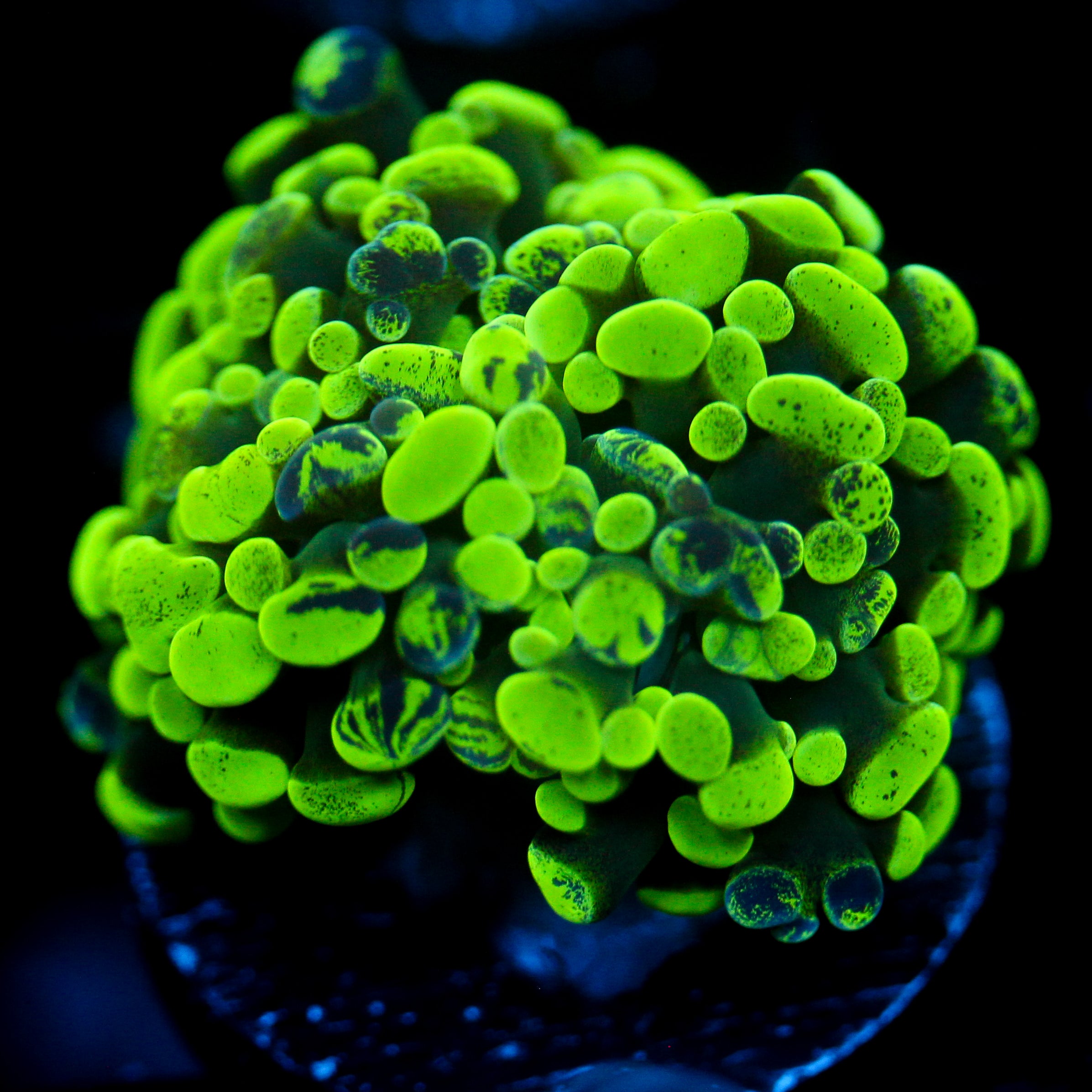 JC Neon Green Splatter Hammer