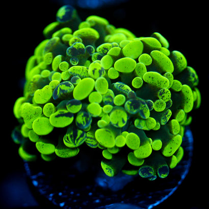 JC Neon Green Splatter Hammer