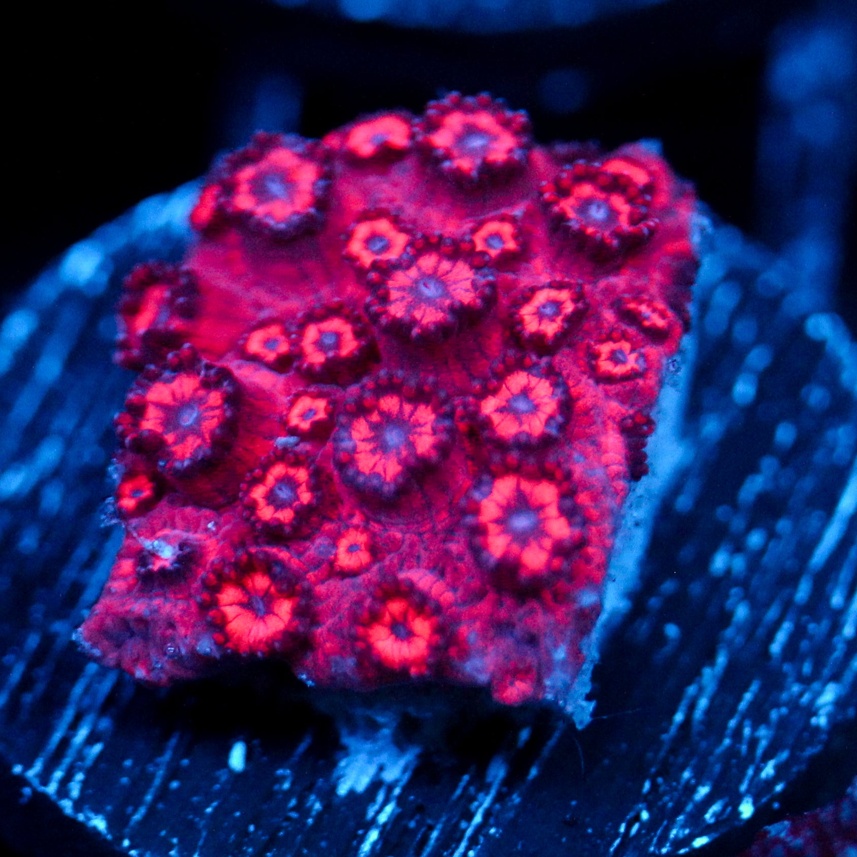 JC Crimson Creep Goni