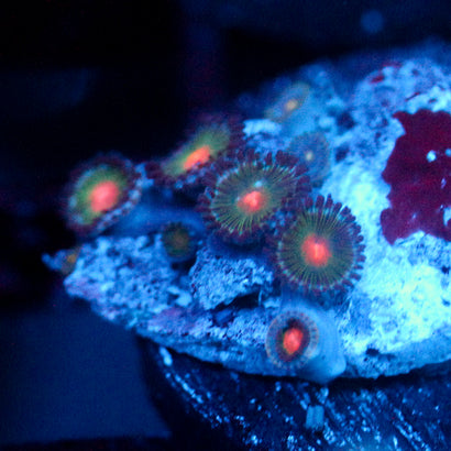 JC Alien Blood Zoanthid