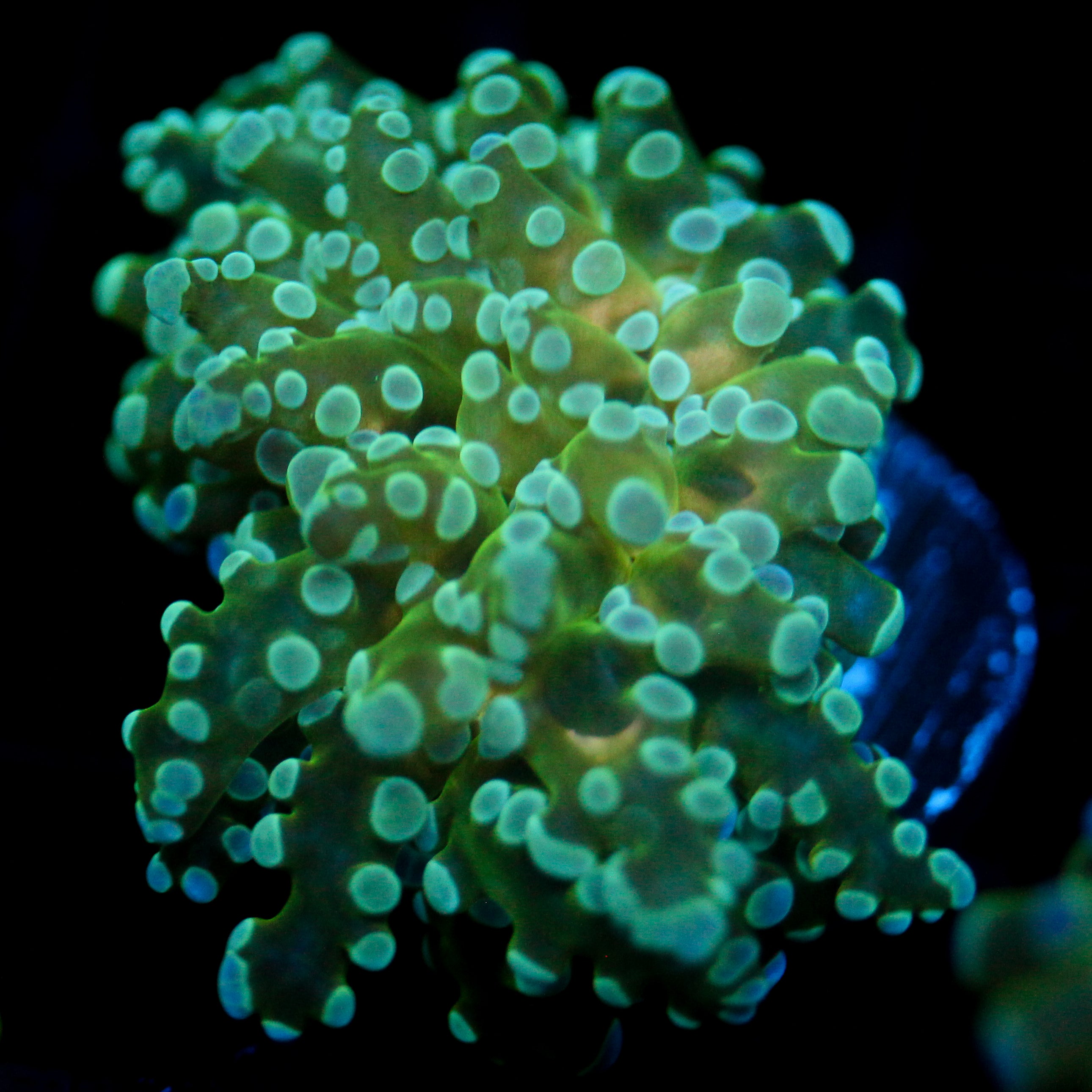 JC Underglow Octo