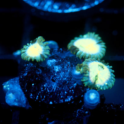 JC Hawaiian Ding Dang Zoanthid