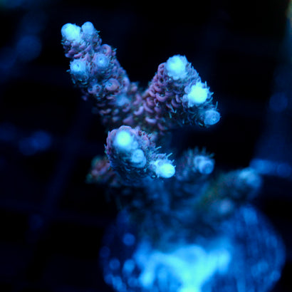 JC Purple Dancer