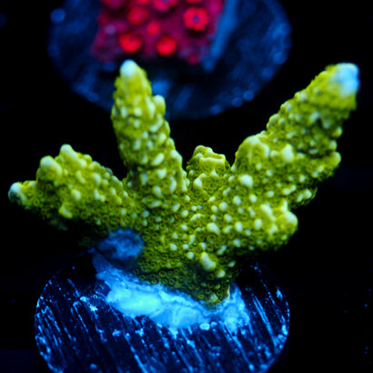 JC Neon Green Digi Monti