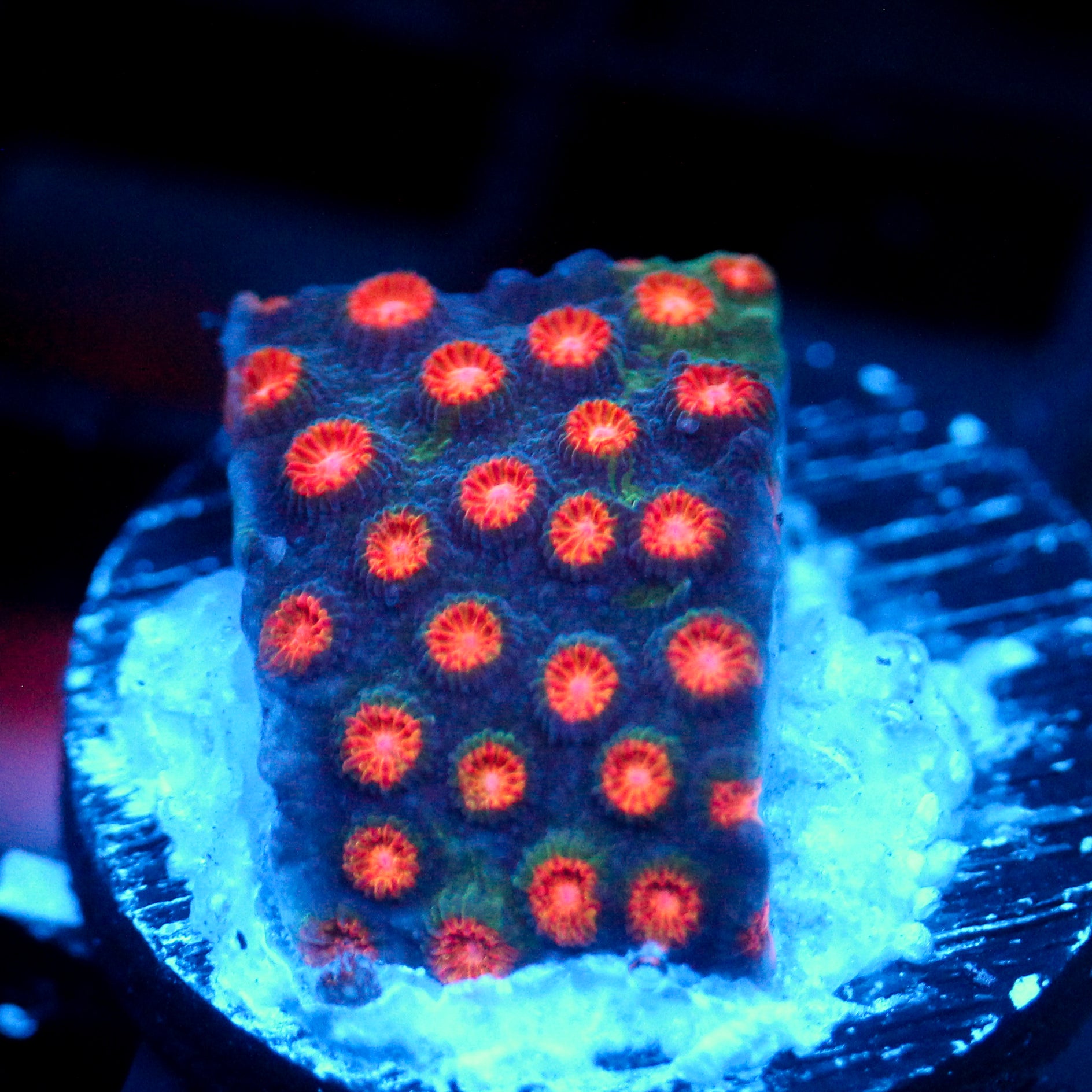 JC Evil Swarm Cyphastrea