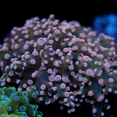 JC Pink Tip Octo L