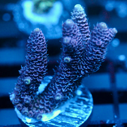 JC Jelly Splat