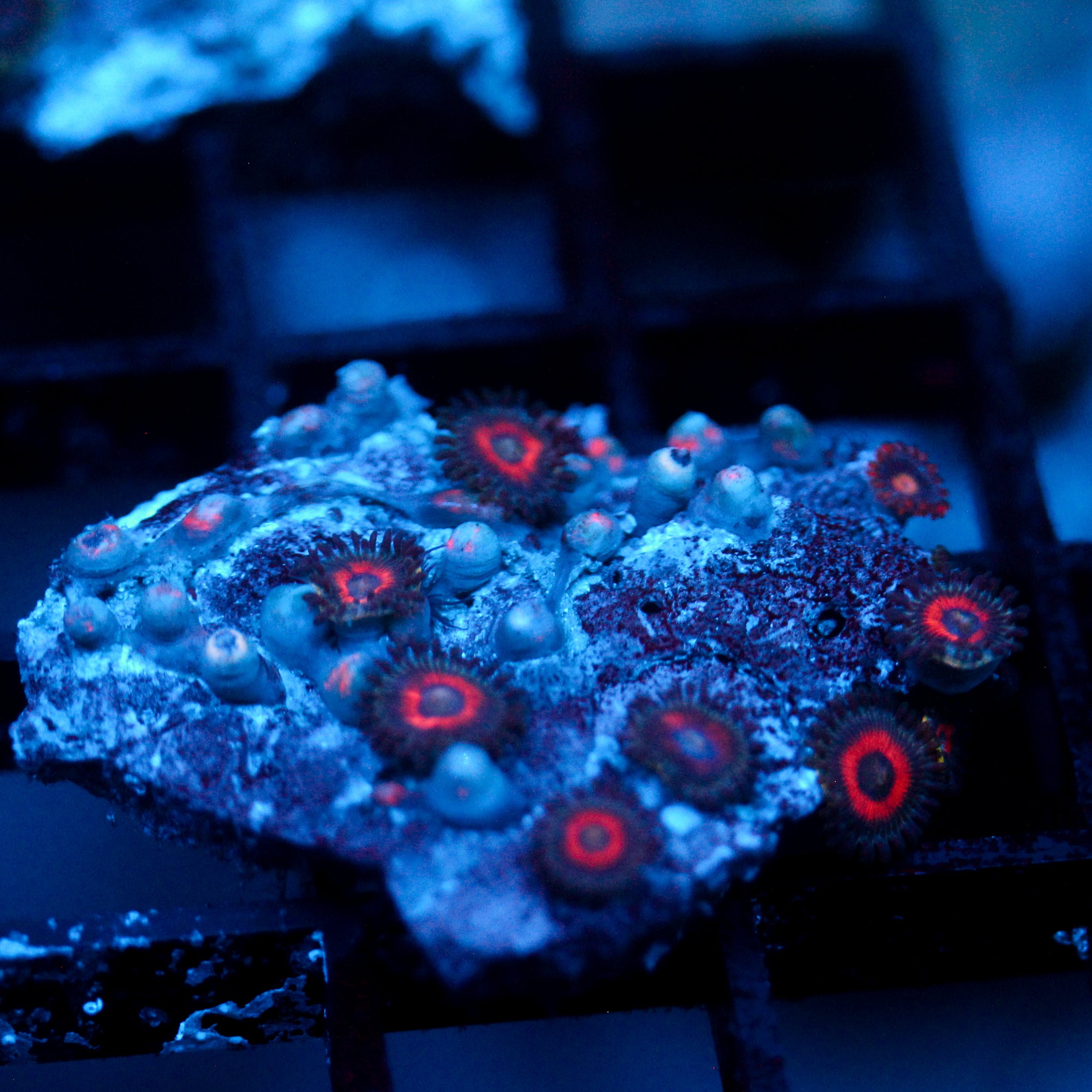JC Empire Zoanthid