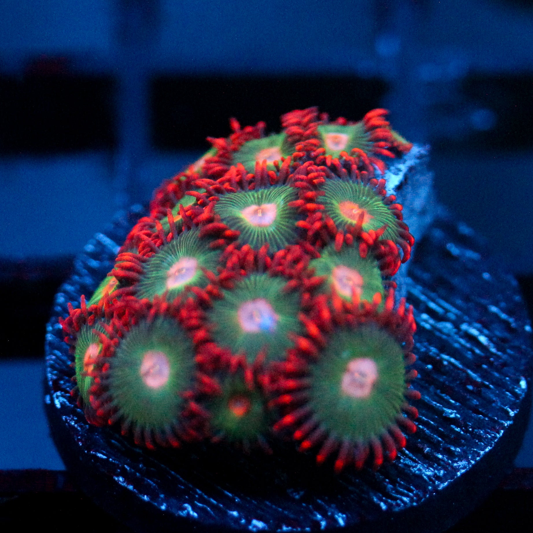 JC Gatorade Zoanthids