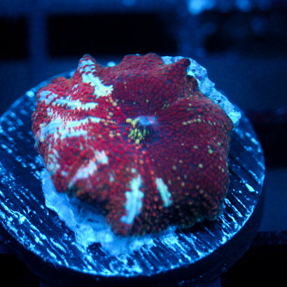JC Ultra Stella Discosoma