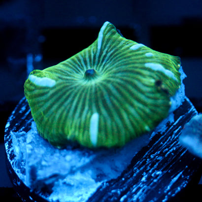 JC Blue Streak Watermelon Rind Discosoma
