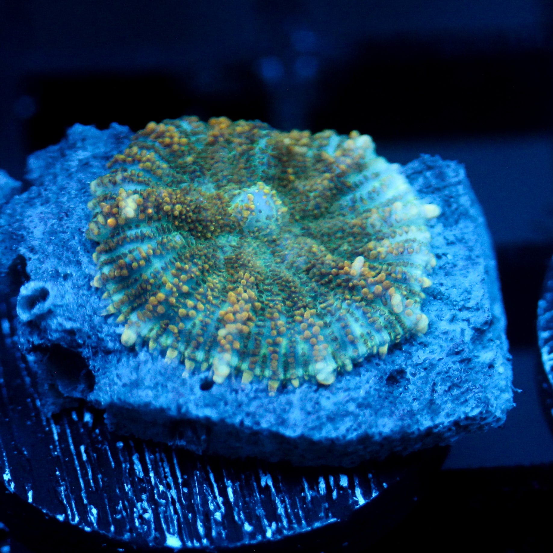 JC Lucky Carpet Rhodactis