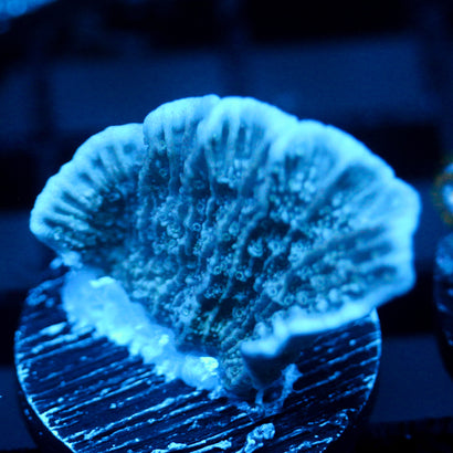 JC Blue Tide Cap. Monti