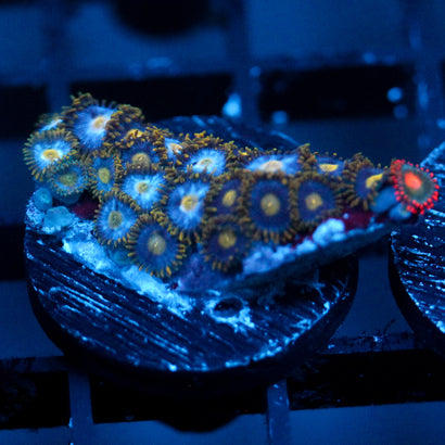 JC Saturn Zoanthid mix