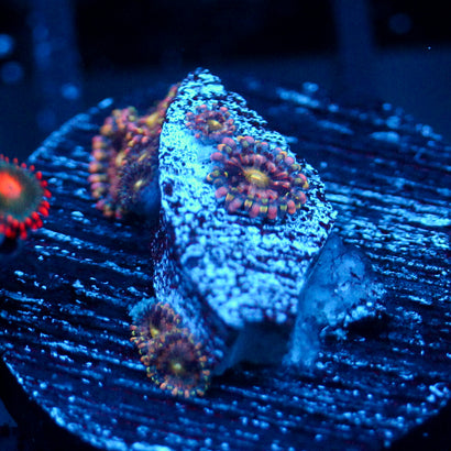 JC Tye Dye Reality Zoanthids