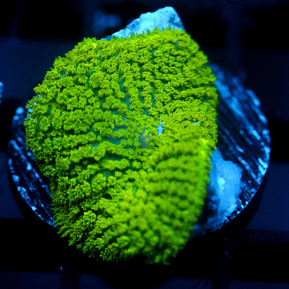 JC Neon Green Rhodactis