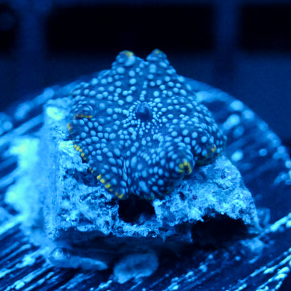 JC Blue on Blue on Blue Discosoma