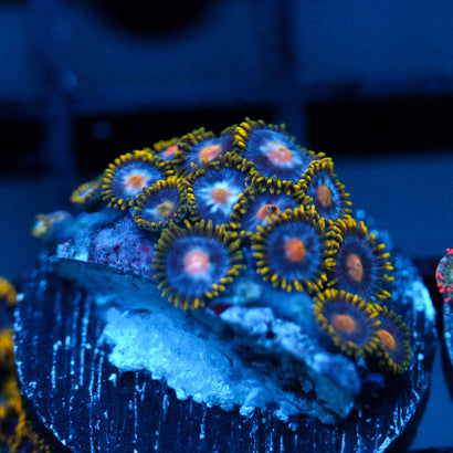 JC Blue Beast Zoanthid