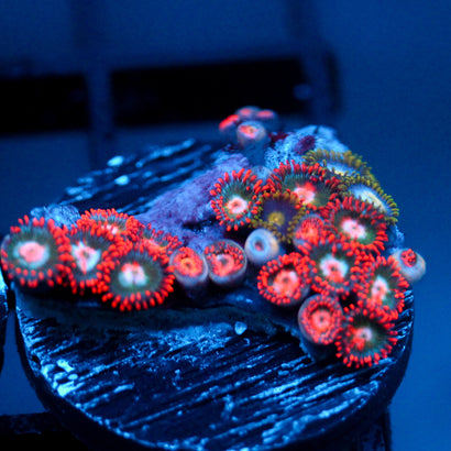 JC Nova Zoanthid Mix