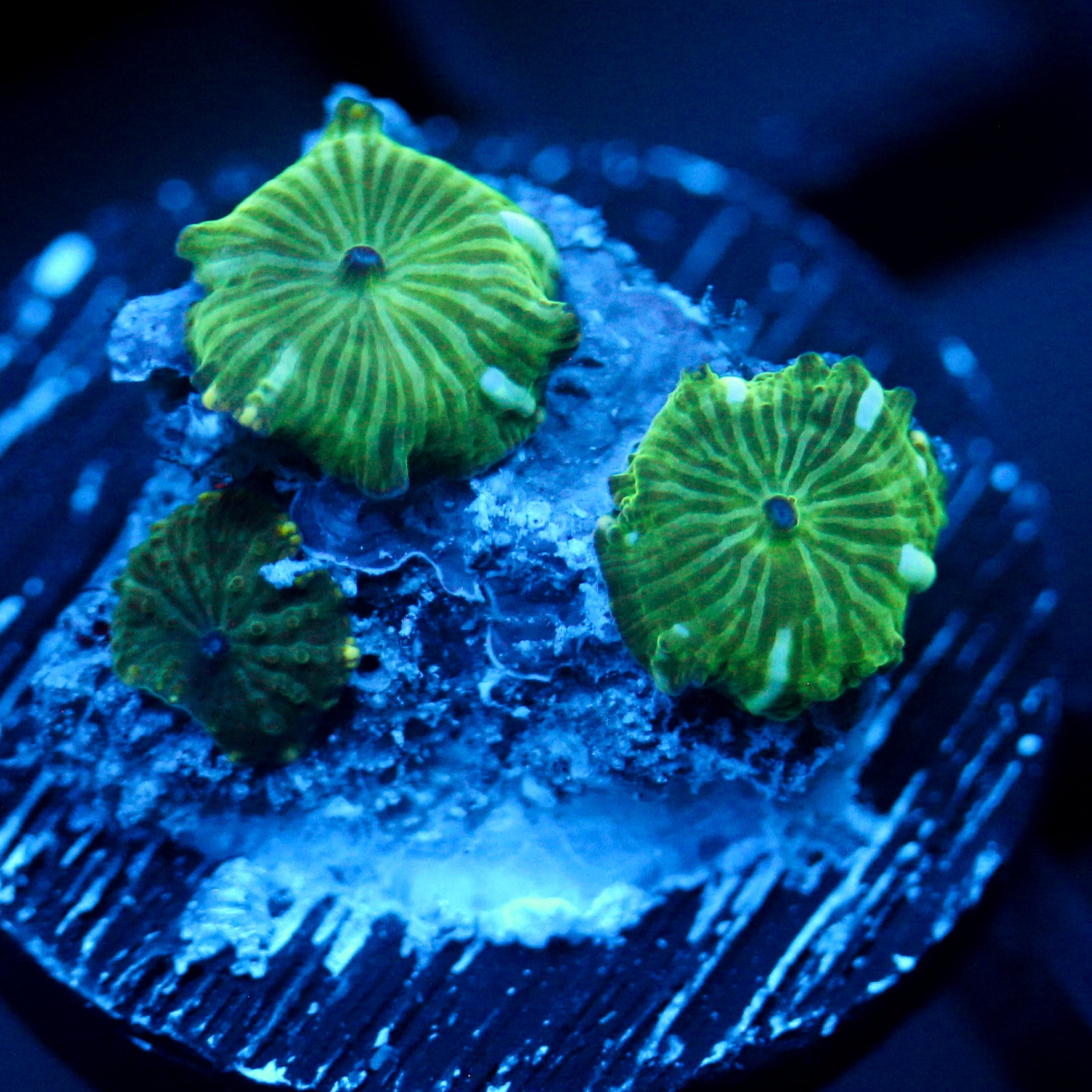 JC Blue Streak Watermelon Rind Discosoma Triple
