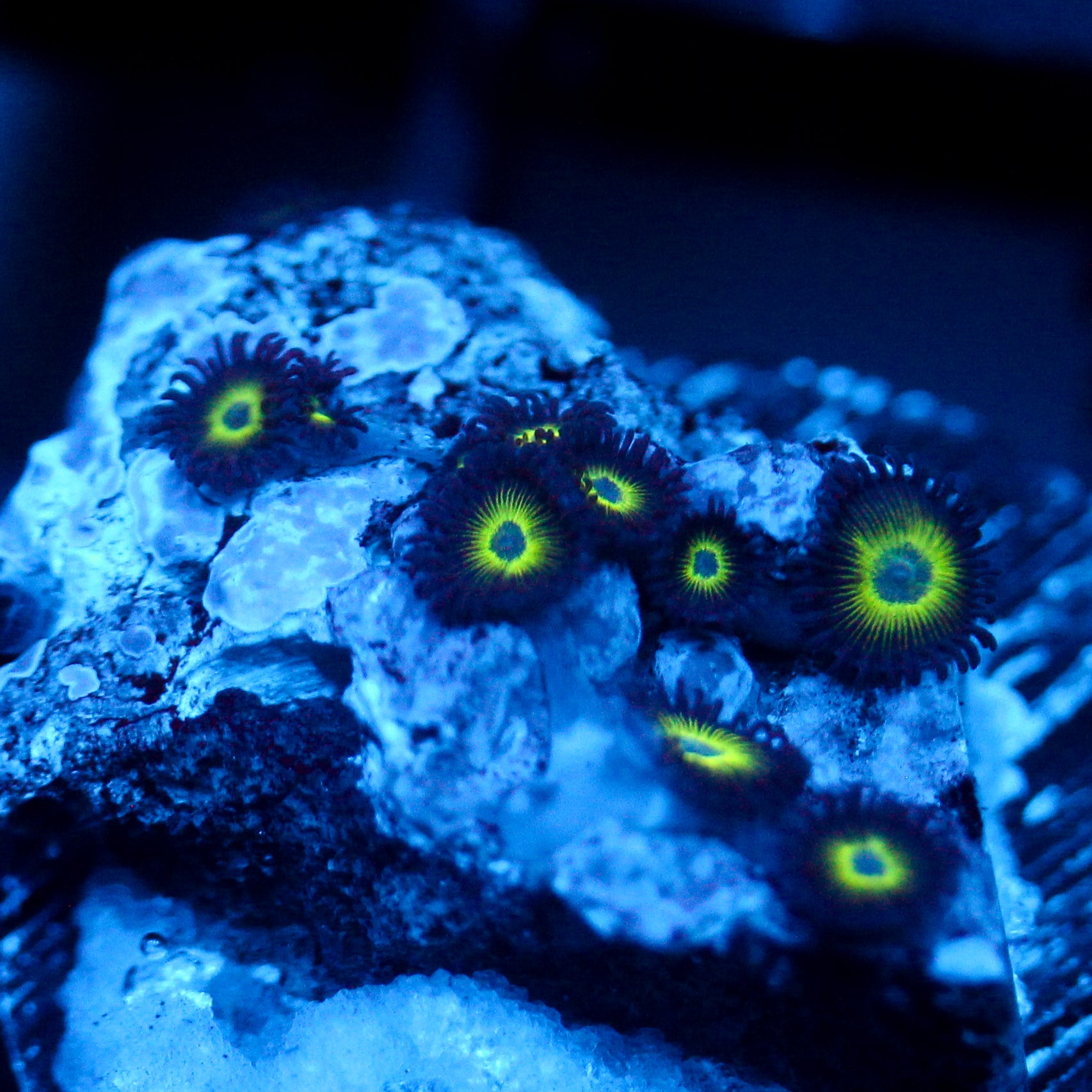 JC Sinister Greens Zoanthid