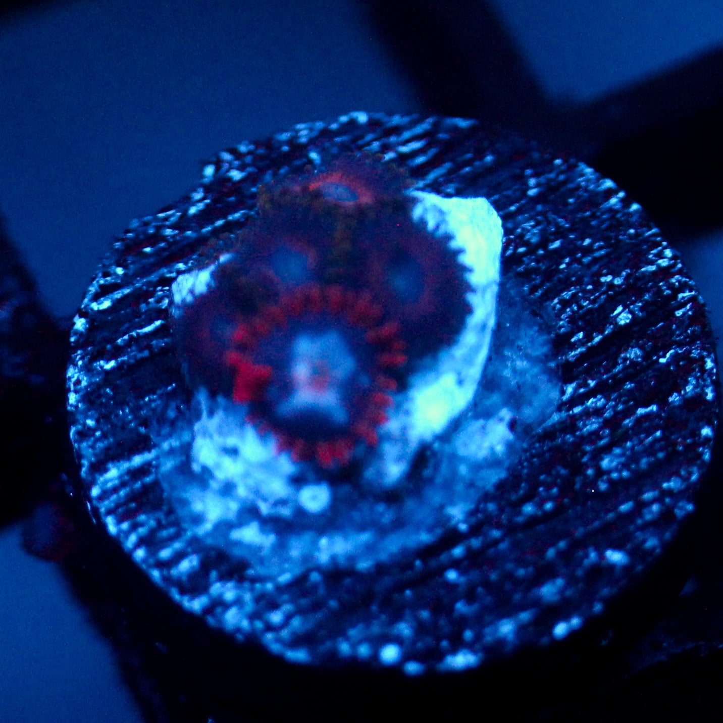 JC Nova Zoanthid
