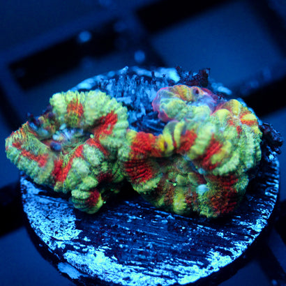 JC Minty Tiger Acan