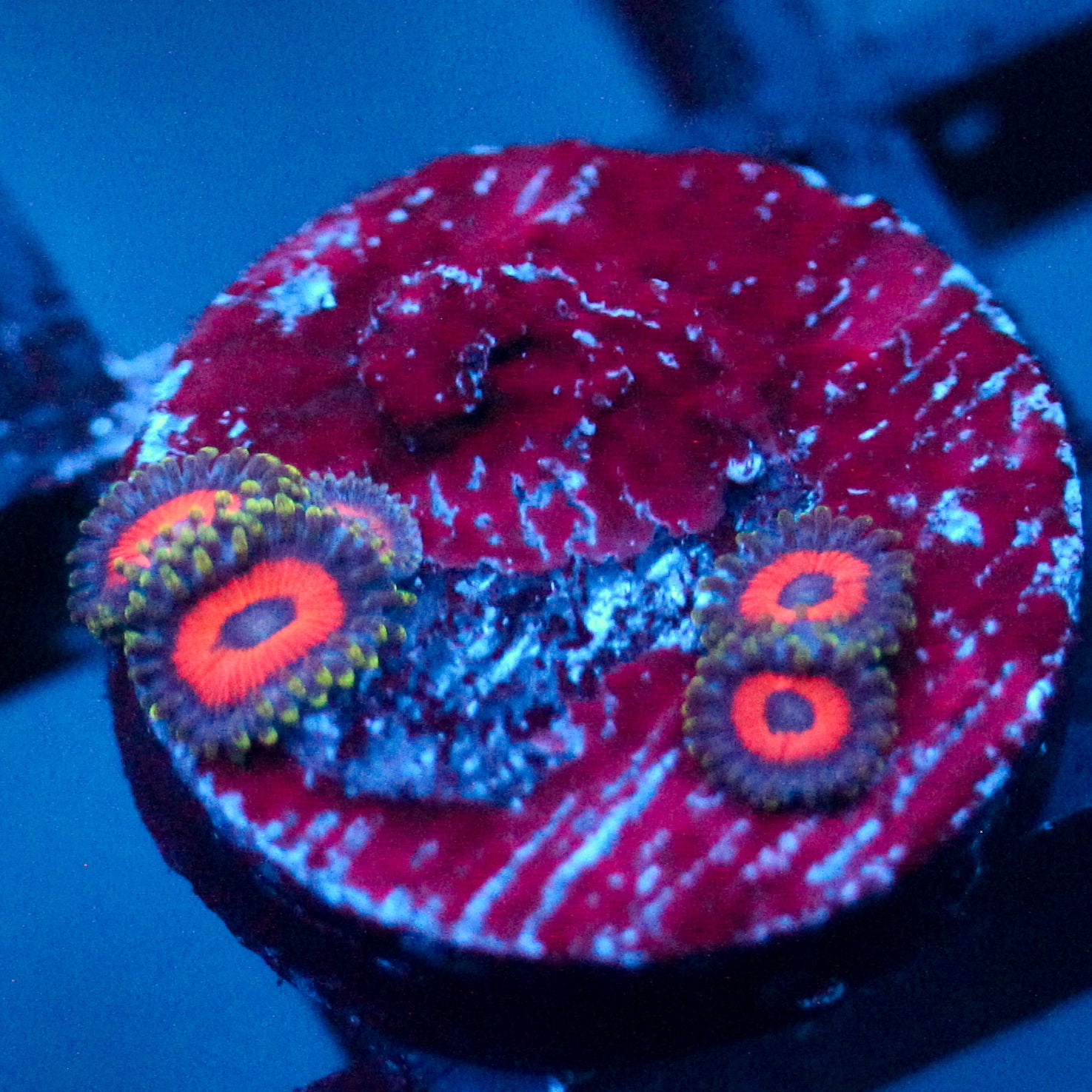 JF Fairy Tale Zoanthid